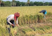 নড়াইলে বোরোর বাম্পার ফলন, ধান কাটা নিয়ে বিপাকে কৃষক