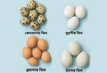পুষ্টিগুণে সেরা কোনটি, মুরগি-হাঁস নাকি কোয়েলের ডিম?