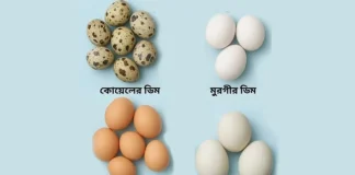 পুষ্টিগুণে সেরা কোনটি, মুরগি-হাঁস নাকি কোয়েলের ডিম?