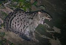 মাগুরায় ‘বাঘ’ আতঙ্কে এলাকাবাসী