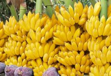 ৪৫ দিন কলা খেলে কী ঘটে শরীরে?