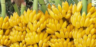 ৪৫ দিন কলা খেলে কী ঘটে শরীরে?