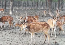 সুন্দরবনের বন্যপ্রাণী নিধনে চিহ্নিত ১৫০ শিকারী, তালিকা গোয়েন্দা সংস্থার হাতে