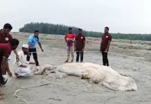 কুয়াকাটা সৈকতে ভেসে এলো ৫৬ ফুট দৈর্ঘ্যের মৃত তিমি