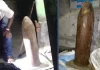 সাতক্ষীরায় সীমানা পিলারসহ গ্রেপ্তার ৪