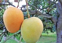 দেশের ১৪ ফলে জিআই সনদ, অর্থনীতিতে নতুন আশা
