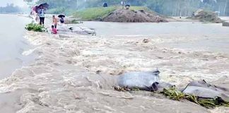 উজানের ঢল ও ভারী বৃষ্টিতে উত্তরবঙ্গে আকস্মিক বন্যা: পানিবন্দি লাখো মানুষ, তলিয়েছে বিস্তীর্ণ ফসলের ক্ষেত