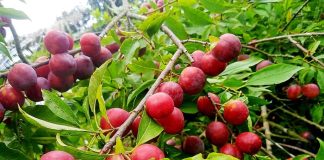 মাগুরার মাটিতে ফলেছে বিদেশি ফল ‘আলুবোখারা’
