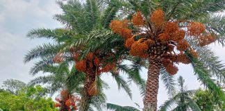 একসময়ের জনপ্রিয় দেশি খেজুর এখন গাছেই নষ্ট