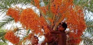 একসময়ের জনপ্রিয় দেশি খেজুর এখন গাছেই নষ্ট