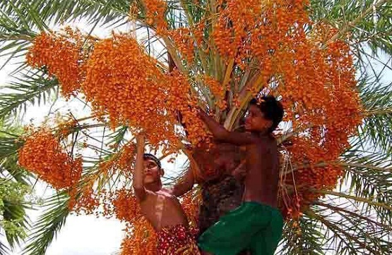 desi-kejur-pic