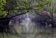 সুন্দরবনে ফের দস্যু আতঙ্ক, সক্রিয় ৭ বাহিনী