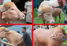 চিড়িয়াখানা থেকে ‘ট্রাম্প’কে সরিয়ে নেওয়া হলো