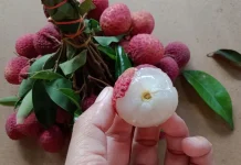 ভালো লিচু চিনবেন কীভাবে