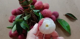 ভালো লিচু চিনবেন কীভাবে