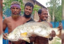 জেলের জালে ১৫ কেজির ভেটকি, মাছ দেখতে ঘাটে ভিড়