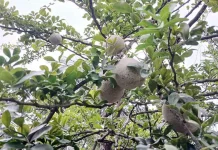 উপকূলে লবণের কাছে হার মানছে আম-কাঁঠাল