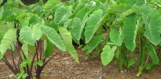 কচু শাকের পুষ্টিগুণ, উপকারিতা ও অপকারিতা
