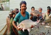 মাছ চাষে বিশ্বসেরা পাঁচে বাংলাদেশ, অভ্যন্তরীণ মাছ আহরণে দ্বিতীয়