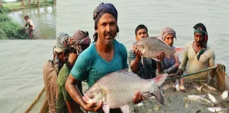মাছ চাষে বিশ্বসেরা পাঁচে বাংলাদেশ, অভ্যন্তরীণ মাছ আহরণে দ্বিতীয়