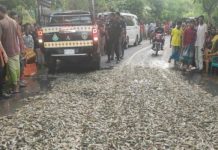 আশাশুনিতে অপদ্রব্য পুশকৃত ১ হাজার ৩৪২ কেজি বাগদা চিংড়ি বিনষ্ট