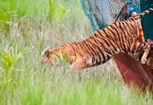 ছয় মাস চিকিৎসার পর সুন্দরবনে ফিরল বাঘিনী