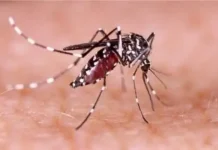 চলতি বছর খুলনা বিভাগে ডেঙ্গুতে ৫ জনের মৃত্যু