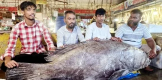চট্টগ্রামে বাজারে উঠেছে ১৫৫ কেজির কোরাল