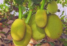 মাগুরার কাঁঠাল যাচ্ছে দেশের বিভিন্ন জেলায়
