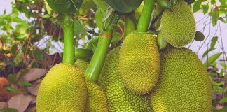 মাগুরার কাঁঠাল যাচ্ছে দেশের বিভিন্ন জেলায়