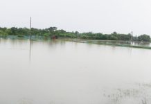 টানা বৃষ্টিতে দিঘলিয়ায় মৎস্য খাতে দুই কোটি টাকার ক্ষতি