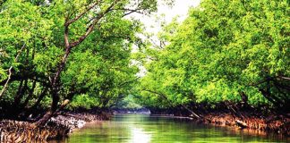 সুন্দরবনে ৩মাসের নিষেধাজ্ঞা: উপার্জনের পথ বন্ধ, পরিবার নিয়ে চরম দিশেহারা কয়রার ১২ হাজার বনজীবী