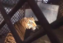 আজ আগের ঠিকানায় ফিরছে ফাঁদে আহত সেই বাঘিনী
