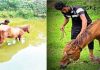 শ্মশান থেকে উদ্ধার অন্ধ ঘোড়ার খাবারের দায়িত্ব নিলেন হুইপ বকুল
