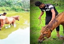 শ্মশান থেকে উদ্ধার অন্ধ ঘোড়ার খাবারের দায়িত্ব নিলেন হুইপ বকুল