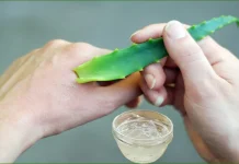 র্যাশ ও চুলকানিতে অ্যালোভেরা কতটা কার্যকর?