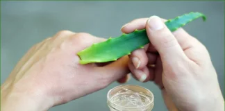 র্যাশ ও চুলকানিতে অ্যালোভেরা কতটা কার্যকর?