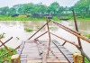 সাগরদাঁড়ীর কাঠের সেতু ফের ভাঙল