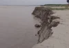পদ্মার ভাঙনে বিলীন শত শত বিঘা ফসলি জমি