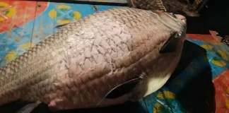পদ্মায় ধরা পড়লো এক মণ ওজনের কাতল, বিক্রি কত টাকায়?