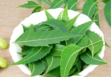 বর্ষায় গোসলের পানিতে নিমপাতা মেশানোর যত উপকার