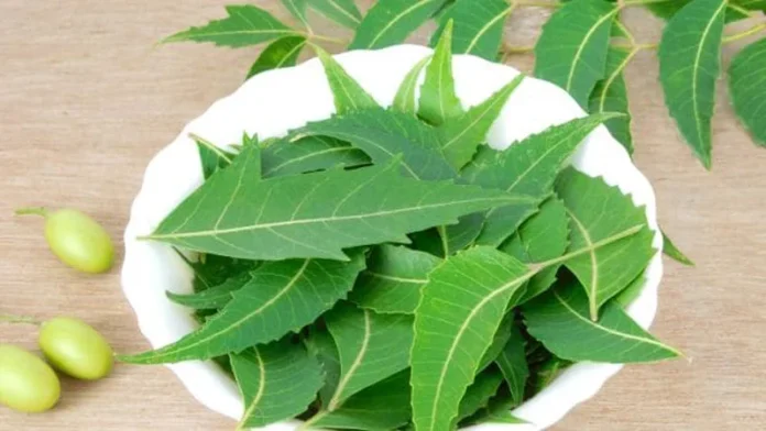 neem-leaves-1785051624