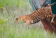 দেখা মিলছে না সুন্দরবনের সেই বাঘিনীর