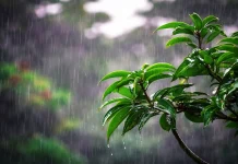 দেশজুড়ে আগামী ২ দিন ভারী বর্ষণের আভাস