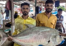 সাগরে ধরা ৫৪ কেজির ‘ট্রেভ্যালি’, ভালো লক্ষণ দেখছেন কর্মকর্তারা