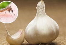 বর্ষায় মশার উপদ্রব, রসুনেই সমাধান