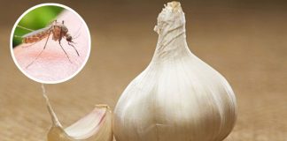 বর্ষায় মশার উপদ্রব, রসুনেই সমাধান