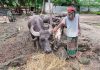 কাদার বন্দিদশা থেকে মুক্ত চার মহিষ, ঘর তুলে যত্ন নিচ্ছেন মালিক আলিম