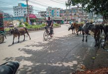 খুলনায় ব্যস্ত সড়কে গরুর অবাধ বিচরণ: দুর্ঘটনা ও চরম ভোগান্তিতে দিশেহারা নগরবাসী