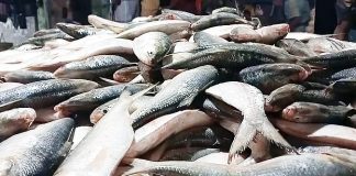 এক টানেই ধরা পড়ল ৪৬ মণ ইলিশ, অর্ধকোটি টাকায় বিক্রি!